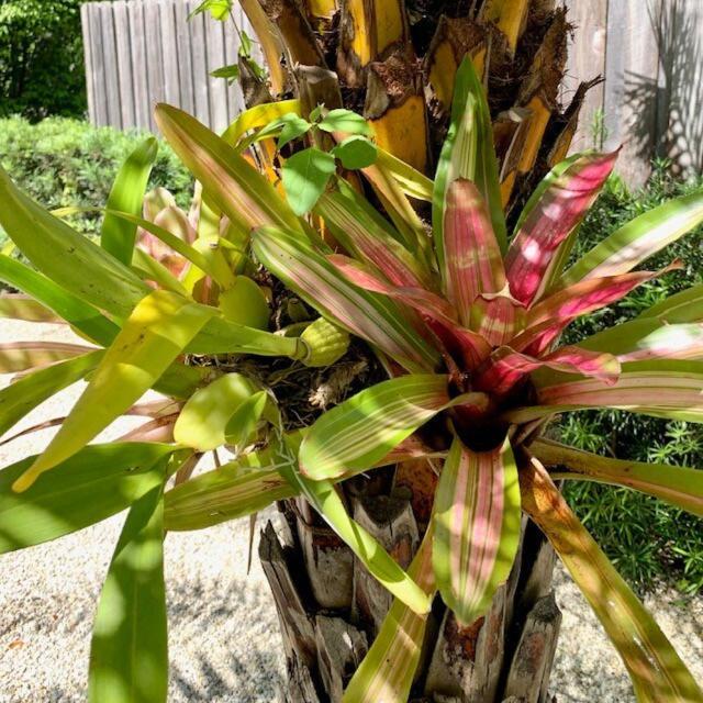 فيلا Hiddengem In Charming Sarasota, Florida المظهر الخارجي الصورة